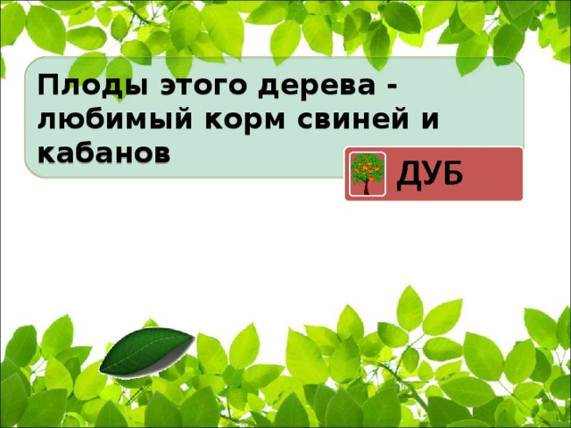 Плоды этого дерева - любимый корм свиней и кабанов