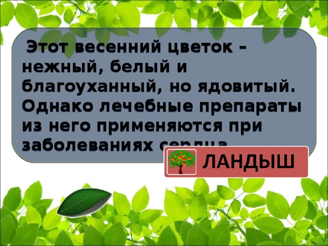   Этот весенний цветок – нежный, белый и благоуханный, но ядовитый. Однако лечебные препараты из него применяются при заболеваниях сердца 