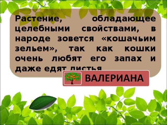 Растение, обладающее целебными свойствами, в народе зовется «кошачьим зельем», так как кошки очень любят его запах и даже едят листья