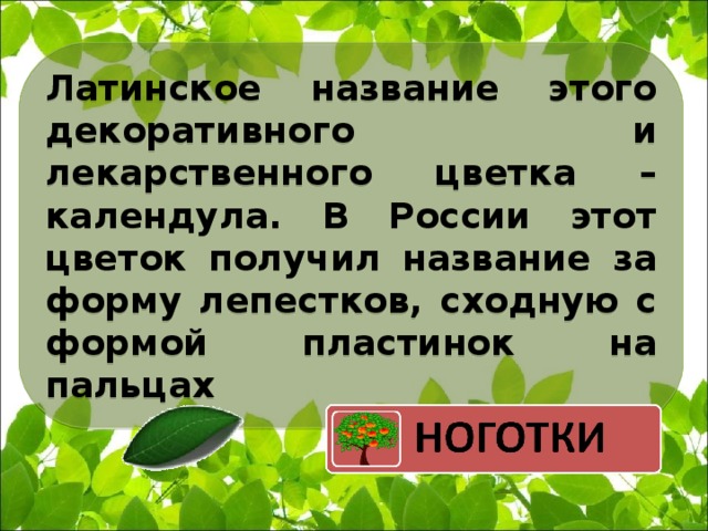 Латинское название этого декоративного и лекарственного цветка – календула. В России этот цветок получил название за форму лепестков, сходную с формой пластинок на пальцах 