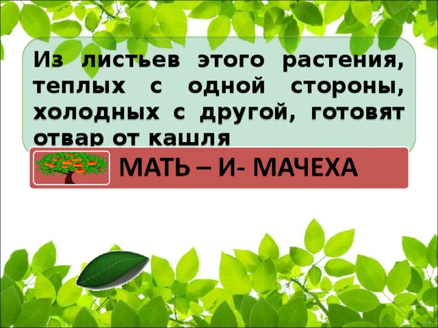 Из листьев этого растения, теплых с одной стороны, холодных с другой, готовят отвар от кашля