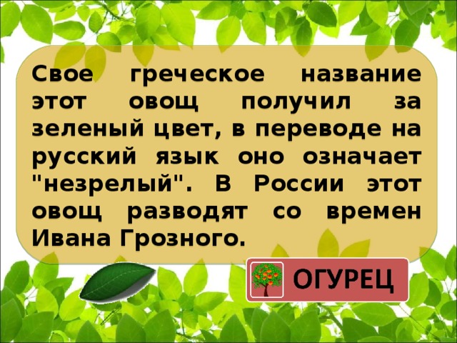 Свое греческое название этот овощ получил за зеленый цвет, в переводе на русский язык оно означает 