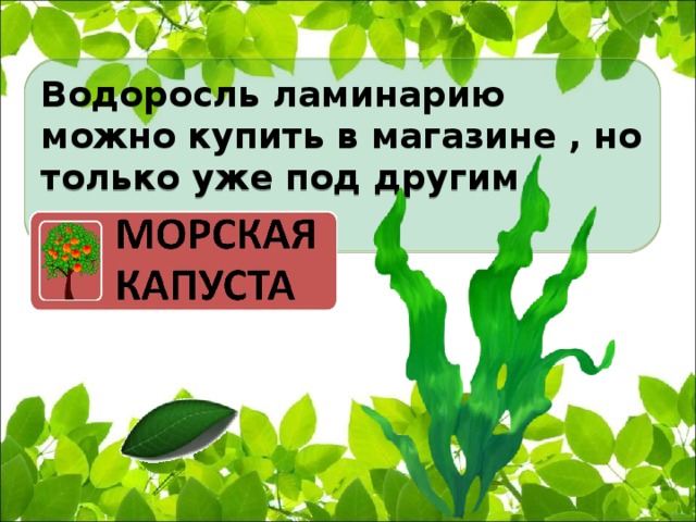 Водоросль ламинарию можно купить в магазине , но только уже под другим названием