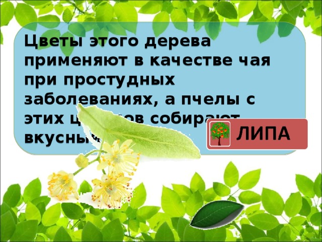 Цветы этого дерева применяют в качестве чая при простудных заболеваниях, а пчелы с этих цветков собирают вкусный мед