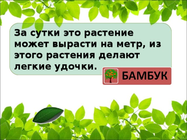 За сутки это растение может вырасти на метр, из этого растения делают легкие удочки.