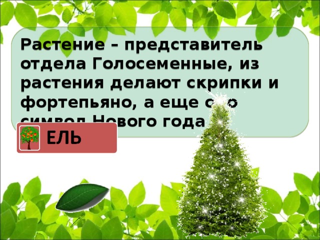 Растение – представитель отдела Голосеменные, из растения делают скрипки и фортепьяно, а еще оно символ Нового года