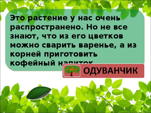 Это растение у нас очень распространено. Но не все знают, что из его цветков можно сварить варенье, а из корней приготовить кофейный напиток