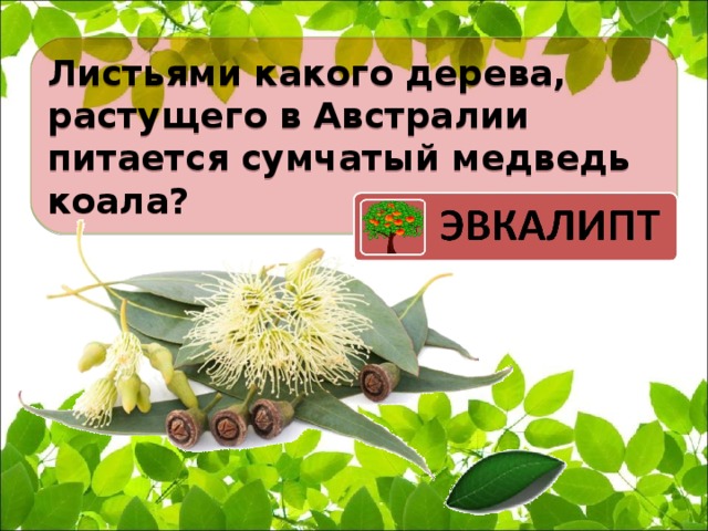 Листьями какого дерева, растущего в Австралии питается сумчатый медведь коала?