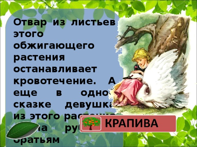 Отвар из листьев этого обжигающего растения останавливает кровотечение. А еще в одной сказке девушка из этого растения плела рубашки братьям – лебедям.