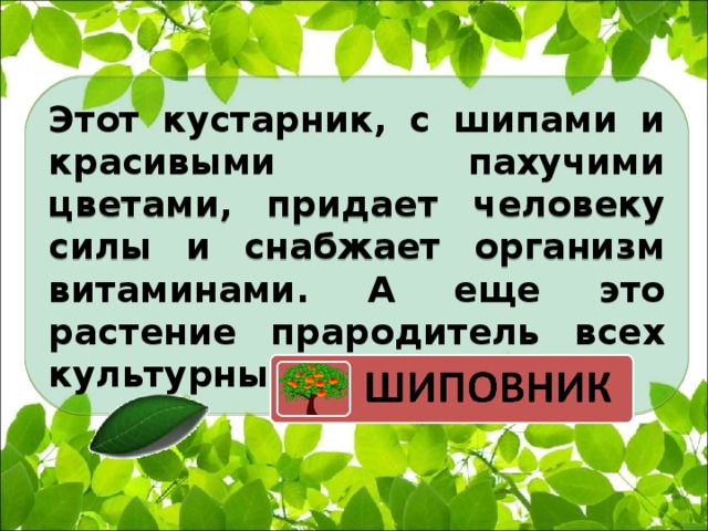 Этот кустарник, с шипами и красивыми пахучими цветами, придает человеку силы и снабжает организм витаминами. А еще это растение прародитель всех культурных роз.