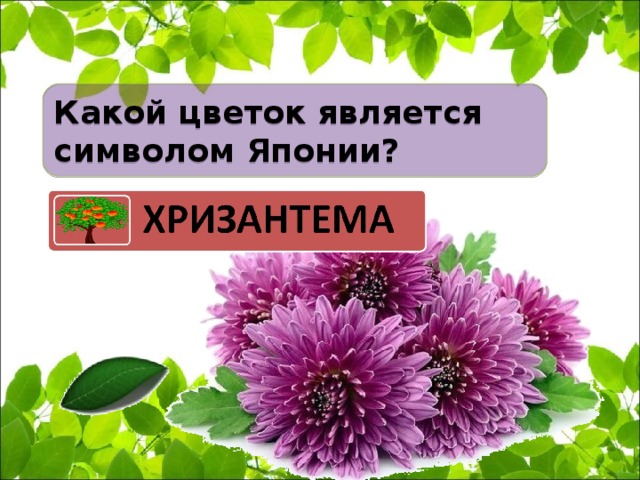 Какой цветок является символом Японии?