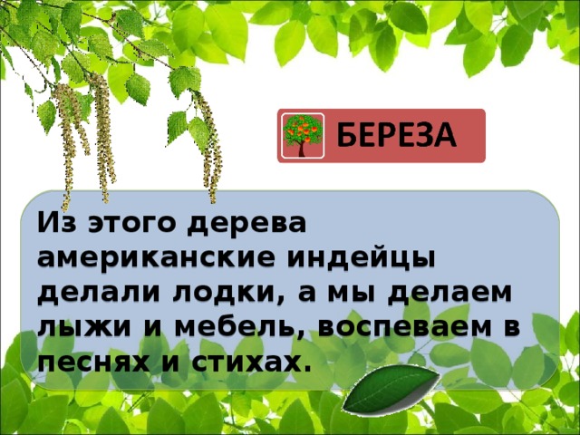 Из этого дерева американские индейцы делали лодки, а мы делаем лыжи и мебель, воспеваем в песнях и стихах.