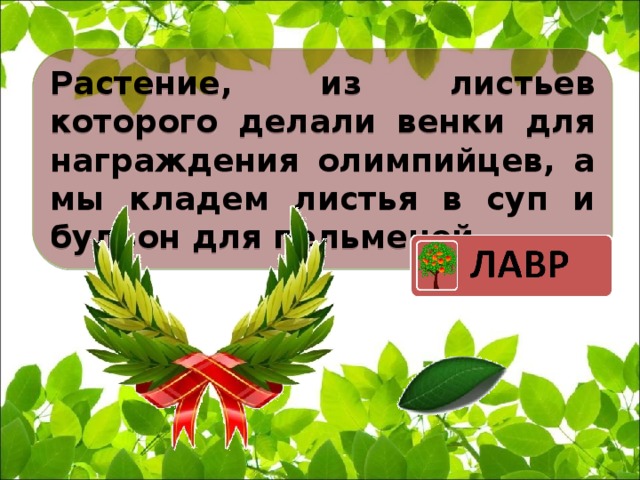 Растение, из листьев которого делали венки для награждения олимпийцев, а мы кладем листья в суп и бульон для пельменей.