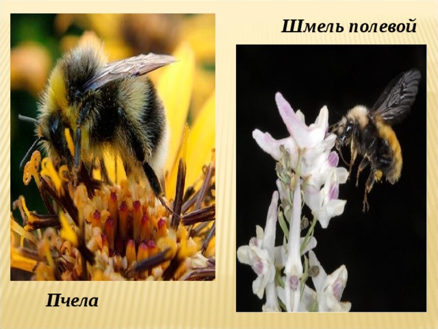 Шмель полевой  Пчела