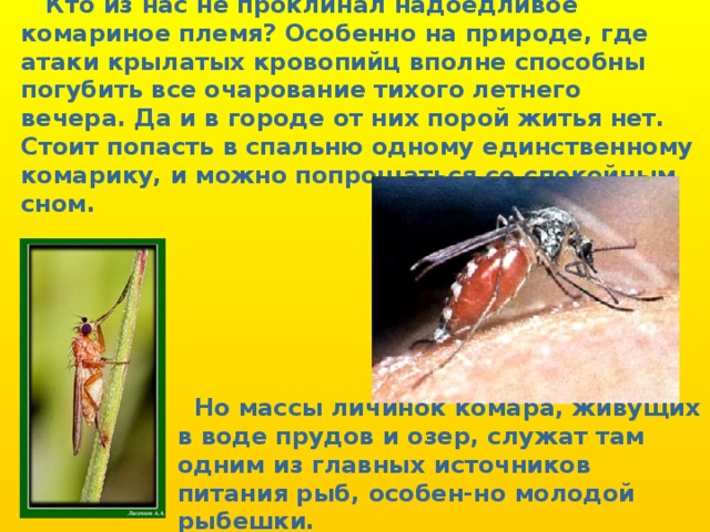 Кто из нас не проклинал надоедливое комариное племя? Особенно на природе, где атаки крылатых кровопийц вполне способны погубить все очарование тихого летнего вечера. Да и в городе от них порой житья нет. Стоит попасть в спальню одному единственному комарику, и можно попрощаться со спокойным сном.   Но массы личинок комара, живущих в воде прудов и озер, служат там одним из главных источников питания рыб, особен-но молодой рыбешки.