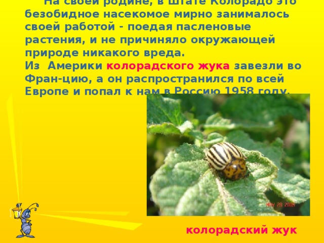 На своей родине, в штате Колорадо это безобидное насекомое мирно занималось своей работой - поедая пасленовые растения, и не причиняло окружающей природе никакого вреда. Из Америки колорадского жука завезли во Фран-цию, а он распространился по всей Европе и попал к нам в Россию 1958 году. колорадский жук