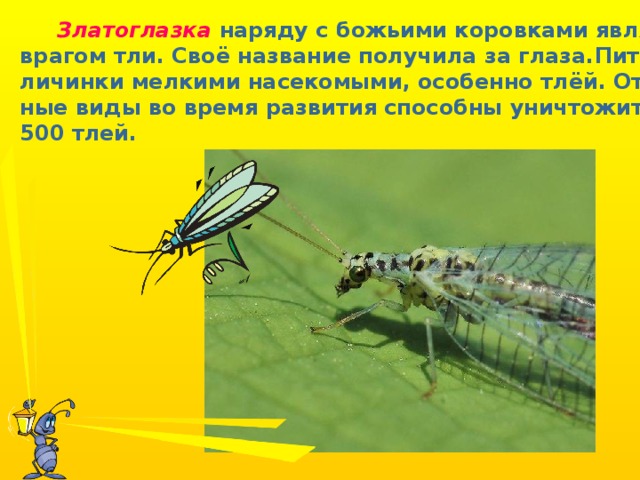 Златоглазка  наряду с божьими коровками является врагом тли. Своё название получила за глаза.Питаются личинки мелкими насекомыми, особенно тлёй. Отдель- ные виды во время развития способны уничтожить до 500 тлей.