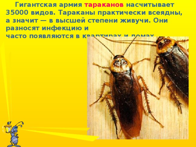 Гигантская армия тараканов насчитывает 35000 видов. Тараканы практически всеядны, а значит — в высшей степени живучи. Они разносят инфекцию и часто появляются в квартирах и домах.