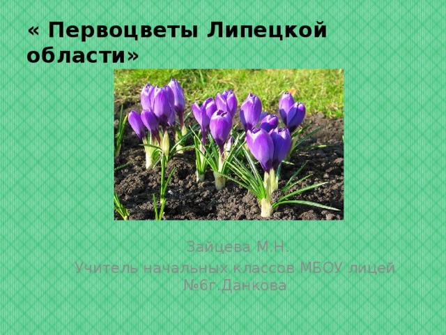 « Первоцветы Липецкой области»  Зайцева М.Н. Учитель начальных классов МБОУ лицей №6г.Данкова