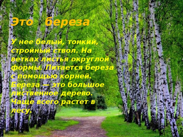 Это береза У нее белый, тонкий, стройный ствол. На ветках листья округлой формы. Питается береза с помощью корней. Береза — это большое лиственное дерево. Чаще всего растет в лесу. 