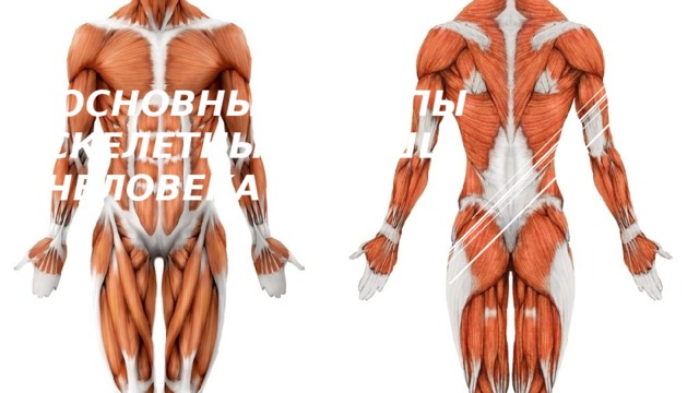 Основные группы Скелетных мышц человека