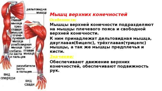 Мышц верхних конечностей Особенности: Мышцы верхней конечности подразделяют на мышцы плечевого пояса и свободной верхней конечности. К ним принадлежат дельтовидная мышца, двуглавая(бицепс), трёхглавая(трицепс) мышцы, а так же мышцы предплечья и кисти. Значение: Обеспечивают движение верхних конечностей, обеспечивают подвижность рук.