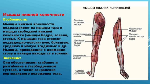 Мышцы нижней конечности Особенности: Мышцы нижней конечности подразделяют на мышцы таза и мышцы свободной нижней конечности (мышцы бедра, голени, стопы). К мышцам таза относят подвздошно-поясничную, большую, среднюю и малую ягодичные и др. Мышцы, приводящие в движение стопу и пальцы находятся в голени. Значение: Они обеспечивают сгибание и разгибание в тазобедренном суставе, а также сохранение вертикального положения тела.
