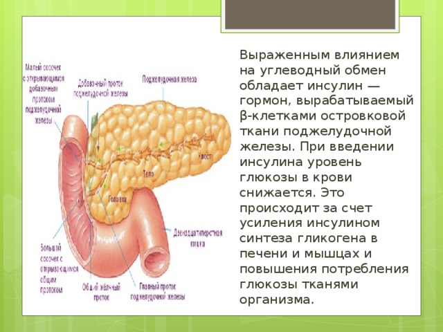 Выраженным влиянием на углеводный обмен обладает инсулин — гормон, вырабатываемый β-клетками островковой ткани поджелудочной железы. При введении инсулина уровень глюкозы в крови снижается. Это происходит за счет усиления инсулином синтеза гликогена в печени и мышцах и повышения потребления глюкозы тканями организма.