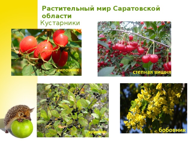Растительный мир Саратовской области Кустарники