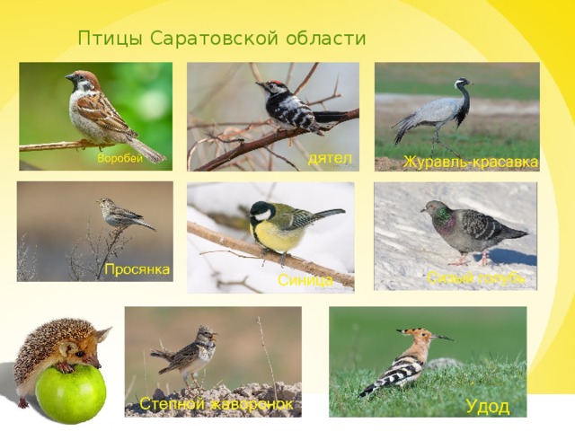Птицы Саратовской области