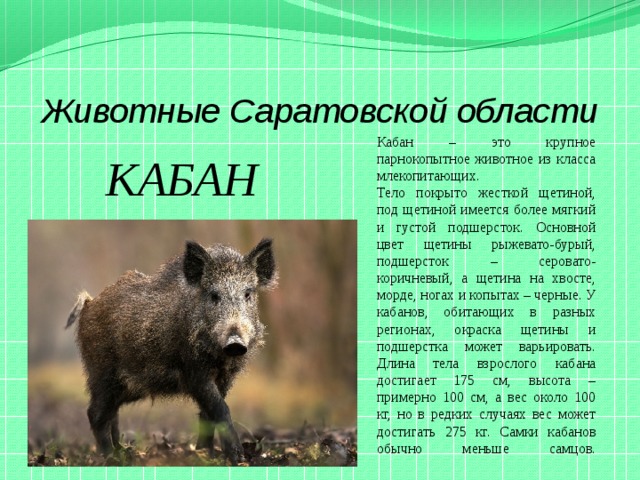 Животные из красной книги саратовской области фото