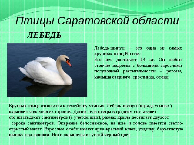 Птицы Саратовской области ЛЕБЕДЬ Лебедь-шипун – это одна из самых крупных птиц России. Его вес достигает 14 кг. Он любит стоячие водоемы с большими зарослями полуводной растительности – рогозы, камыша озерного, тростника, осоки. Крупная птица относится к семейству утиных. Лебедь-шипун (отряд гусиных) охраняется во многих странах. Длина тела птицы в среднем составляет сто шестьдесят сантиметров (с учетом шеи), размах крыла достигает двухсот  сорока сантиметров. Оперение белоснежное, на шее и голове имеется светло-охристый налет. Взрослые особи имеют ярко-красный клюв, уздечку, бархатистую шишку под клювом. Ноги окрашены в густой черный цвет