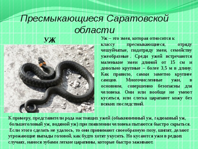 Пресмыкающиеся Саратовской области УЖ Уж – это змея, которая относится к классу пресмыкающиеся, отряду чешуйчатые, подотряду змеи, семейству ужеобразные . Среди ужей встречаются маленькие змеи длиной от 15 см и довольно крупные – более 3,5 м в длину. Как правило, самки заметно крупнее самцов. Многочисленные ужи, в основном, совершенно безопасны для человека. Они или вообще не умеют кусаться, или слегка царапают кожу без всяких последствий. К примеру, представители рода настоящих ужей (обыкновенный уж, гадюковый уж,  большеголовый уж, водяной уж) при появлении человека пытаются быстро скрыться.  Если этого сделать не удалось, то они принимают своеобразную позу, шипят, делают угрожающие выпады головой, как будто хотят укусить. Но кусаются ужи в редких случаях, нанося зубами легкие царапины, которые быстро заживают.