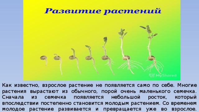 Как известно, взрослое растение не появляется само по себе. Многие растения вырастают из обычного, порой очень маленького семечка. Сначала из семечка появляется небольшой росток, который впоследствии постепенно становится молодым растением. Со временем молодое растение развивается и превращается уже во взрослое.