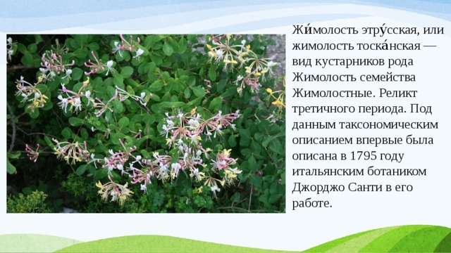 Жи́молость этру́сская, или жимолость тоска́нская — вид кустарников рода Жимолость семейства Жимолостные. Реликт третичного периода. Под данным таксономическим описанием впервые была описана в 1795 году итальянским ботаником Джорджо Санти в его работе.