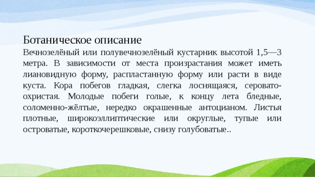 Ботаническое описание Вечнозелёный или полувечнозелёный кустарник высотой 1,5—3 метра. В зависимости от места произрастания может иметь лиановидную форму, распластанную форму или расти в виде куста. Кора побегов гладкая, слегка лоснящаяся, серовато-охристая. Молодые побеги голые, к концу лета бледные, соломенно-жёлтые, нередко окрашенные антоцианом. Листья плотные, широкоэллиптические или округлые, тупые или островатые, короткочерешковые, снизу голубоватые..