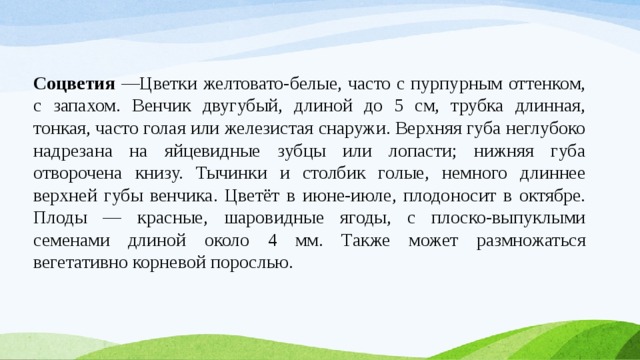 Соцветия —Цветки желтовато-белые, часто с пурпурным оттенком, с запахом. Венчик двугубый, длиной до 5 см, трубка длинная, тонкая, часто голая или железистая снаружи. Верхняя губа неглубоко надрезана на яйцевидные зубцы или лопасти; нижняя губа отворочена книзу. Тычинки и столбик голые, немного длиннее верхней губы венчика. Цветёт в июне-июле, плодоносит в октябре. Плоды — красные, шаровидные ягоды, с плоско-выпуклыми семенами длиной около 4 мм. Также может размножаться вегетативно корневой порослью.