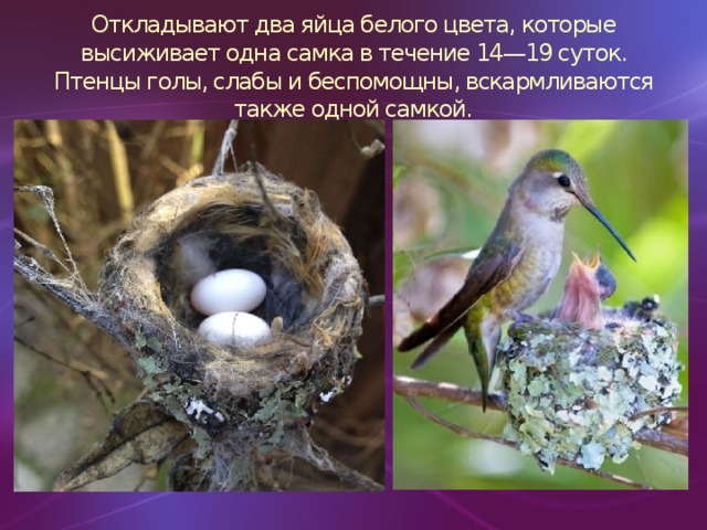 Откладывают два яйца белого цвета, которые высиживает одна самка в течение 14—19 суток. Птенцы голы, слабы и беспомощны, вскармливаются также одной самкой.