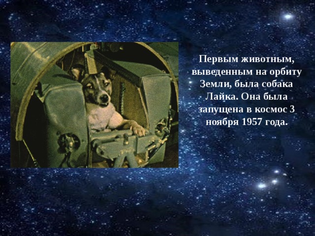 Первым животным, выведенным на орбиту Земли, была собака Лайка. Она была запущена в космос 3 ноября 1957 года.