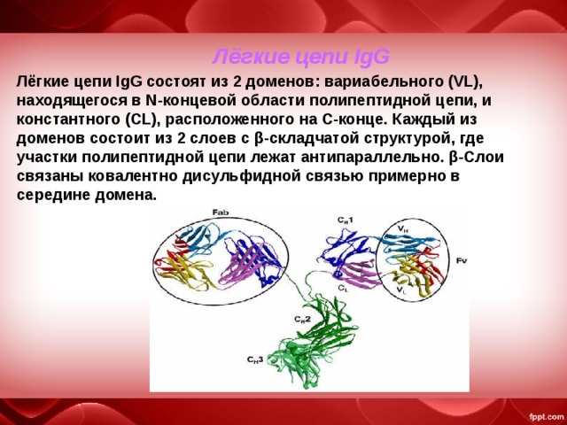 Лёгкие цепи IgG Лёгкие цепи IgG состоят из 2 доменов: вариабельного (VL), находящегося в N-концевой области полипептидной цепи, и константного (CL), расположенного на С-конце. Каждый из доменов состоит из 2 слоев с β-складчатой структурой, где участки полипептидной цепи лежат антипараллельно. β-Слои связаны ковалентно дисульфидной связью примерно в середине домена.