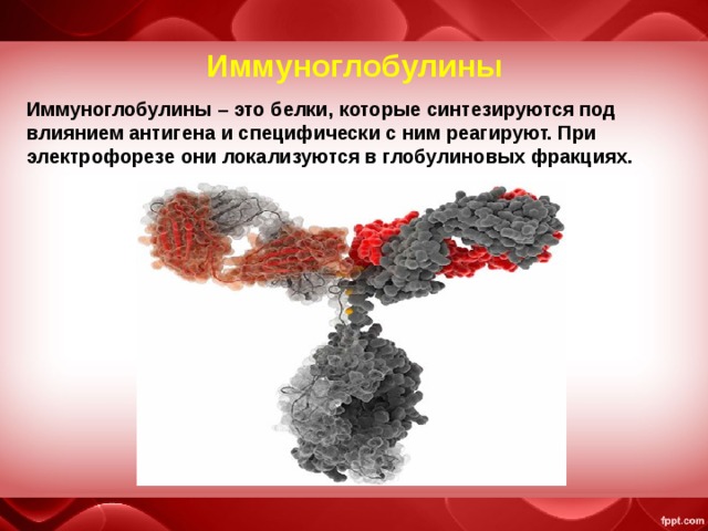 Иммуноглобулины Иммуноглобулины – это белки, которые синтезируются под влиянием антигена и специфически с ним реагируют. При электрофорезе они локализуются в глобулиновых фракциях.
