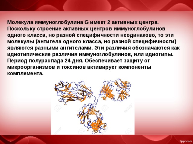 Молекула иммуноглобулина G имеет 2 активных центра. Поскольку строение активных центров иммуноглобулинов одного класса, но разной специфичности неодинаково, то эти молекулы (антитела одного класса, но разной специфичности) являются разными антителами. Эти различия обозначаются как идиотипические различия иммуноглобулинов, или идиотипы. Период полураспада 24 дня. Обеспечивает защиту от микроорганизмов и токсинов активирует компоненты комплемента.