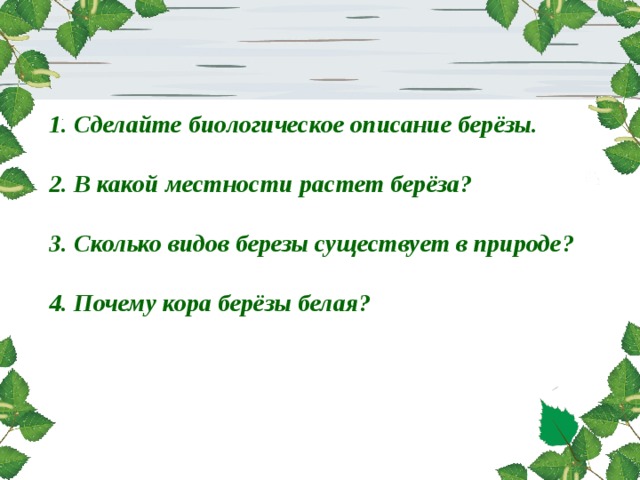 1. Сделайте биологическое описание берёзы.  2. В какой местности растет берёза?  3. Сколько видов березы существует в природе?  4. Почему кора берёзы белая?