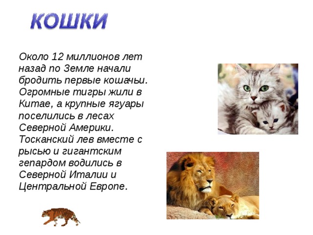 Около 12 миллионов лет назад по Земле начали бродить первые кошачьи. Огромные тигры жили в Китае, а крупные ягуары поселились в лесах Северной Америки. Тосканский лев вместе с рысью и гигантским гепардом водились в Северной Италии и Центральной Европе.