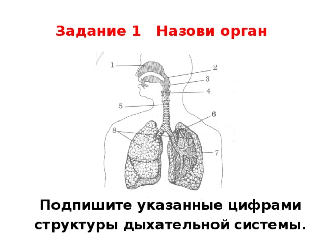 Задание 1 Назови орган Подпишите указанные цифрами структуры дыхательной системы .