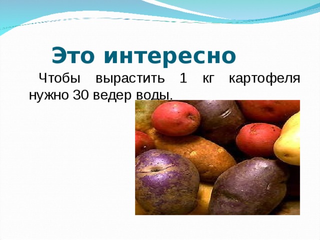 Это интересно Чтобы вырастить 1 кг картофеля нужно 30 ведер воды.