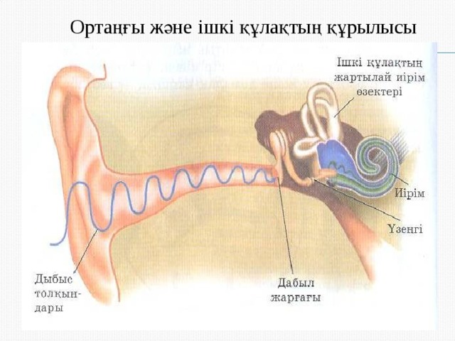 Ортаңғы және ішкі құлақтың құрылысы