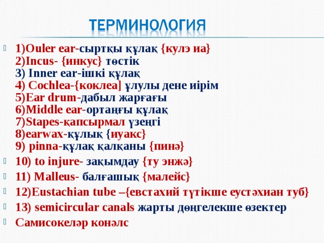 1)Ouler ear- сыртқы құлақ  { кулэ иа }  2)Incus-  { инкус }  төстік  3) Inner ear -ішкі құлақ  4) Cochlea-{ коклеа ]  ұлулы дене иірім  5)Ear drum- дабыл жарғағы  6)Middle ear- ортаңғы құлақ  7)Stapes- қапсырмал үзеңгі  8)earwax- құлық { иуакс }   9 )  pinna- құлақ қалқаны { пинә }  10 ) to injure-  зақымдау  { ту энжә } 11 ) Malleus- балғашық { малейс } 12 ) Eustachian tube – { евстахий түтікше  еустәхиан туб } 13) semicircular canals жарты дөңгелекше өзектер Самисокеләр конәлс