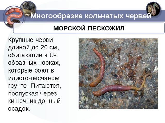 Многообразие кольчатых червей МОРСКОЙ ПЕСКОЖИЛ Крупные черви длиной до 20 см, обитающие в U-образных норках, которые роют в илисто-песчаном грунте. Питаются, пропуская через кишечник донный осадок. 