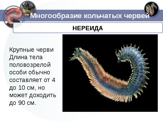 Многообразие кольчатых червей НЕРЕИДА Крупные черви Длина тела половозрелой особи обычно составляет от 4 до 10 см, но может доходить до 90 см.
